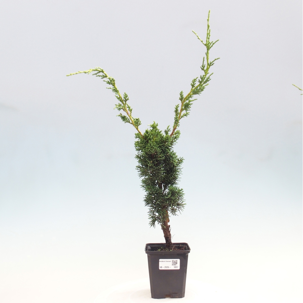 Venkovní bonsai - Juniperus chinensis Kishu -Jalovec čínský