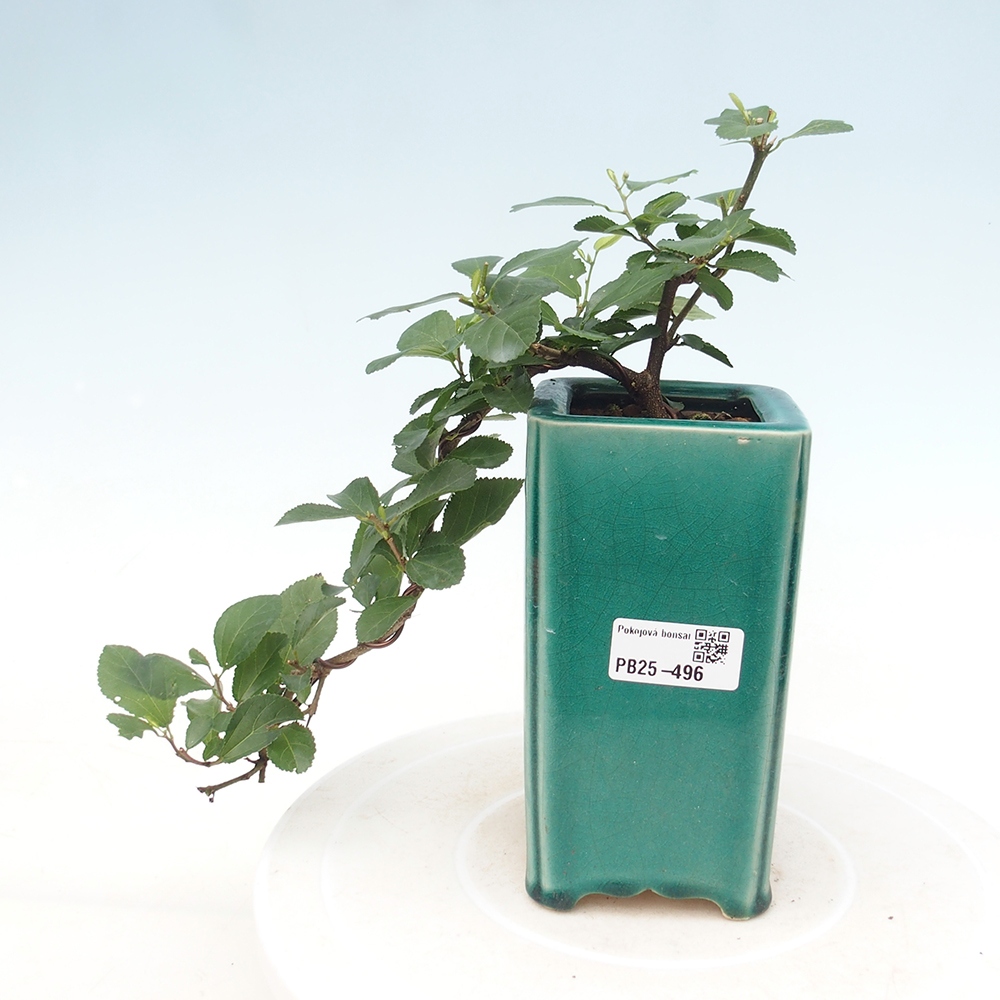 Pokojová bonsai - Grewia occidentalis - Hvězdice levandulová