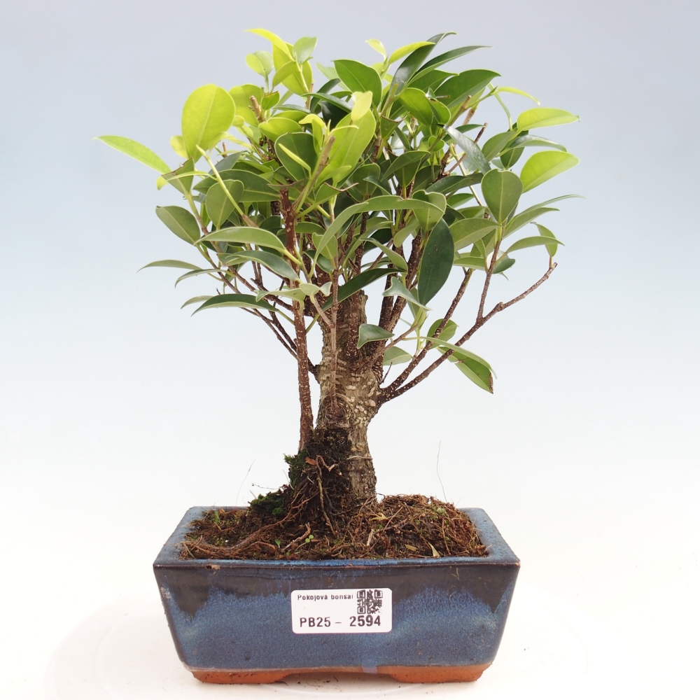 Pokojová bonsai - Ficus retusa -  malolistý fíkus