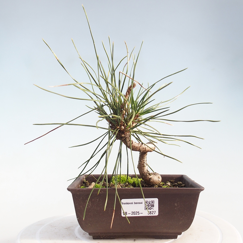 Venkovní bonsai - Pinus thunbergii - Borovice thunbergova