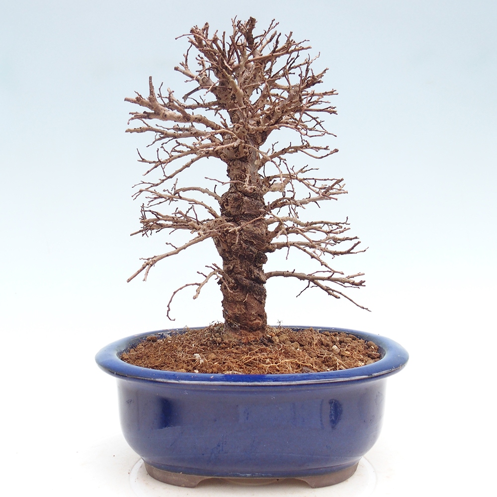 Venkovní bonsai - Zelkova - Zelkova NIRE