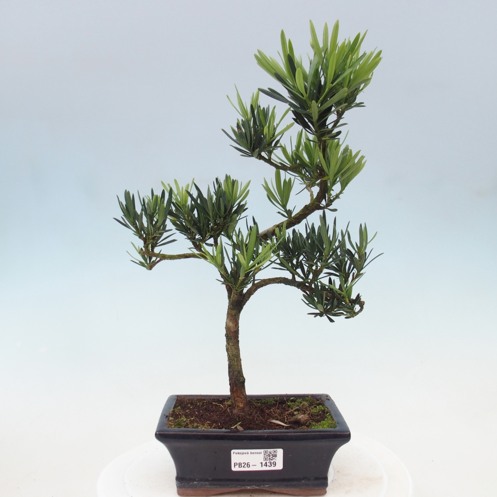 Pokojová bonsai - Podocarpus - Kamenný tis