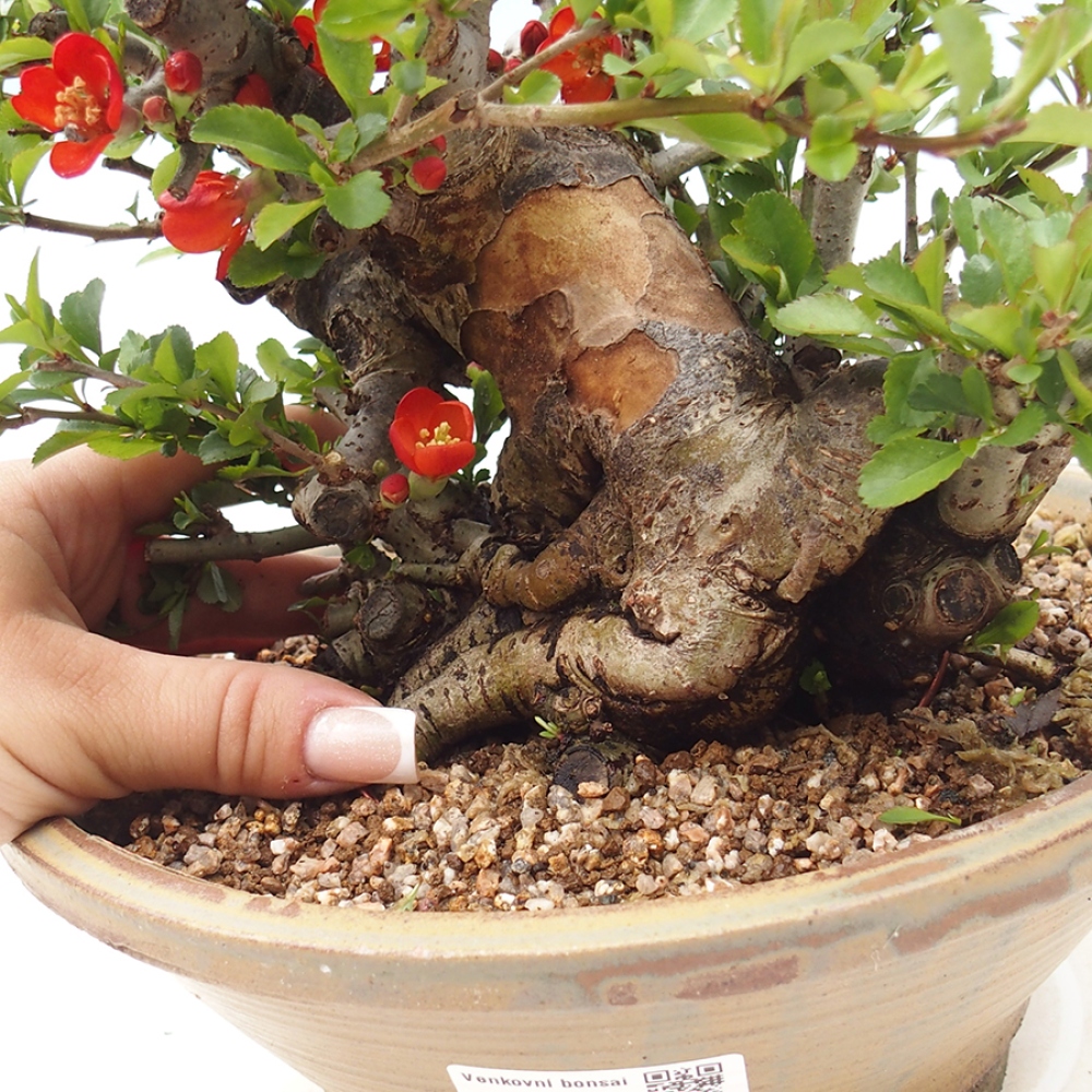 Venkovní  bonsai -  Chaneomeles speciosa - Kdoulovec ozdobný
