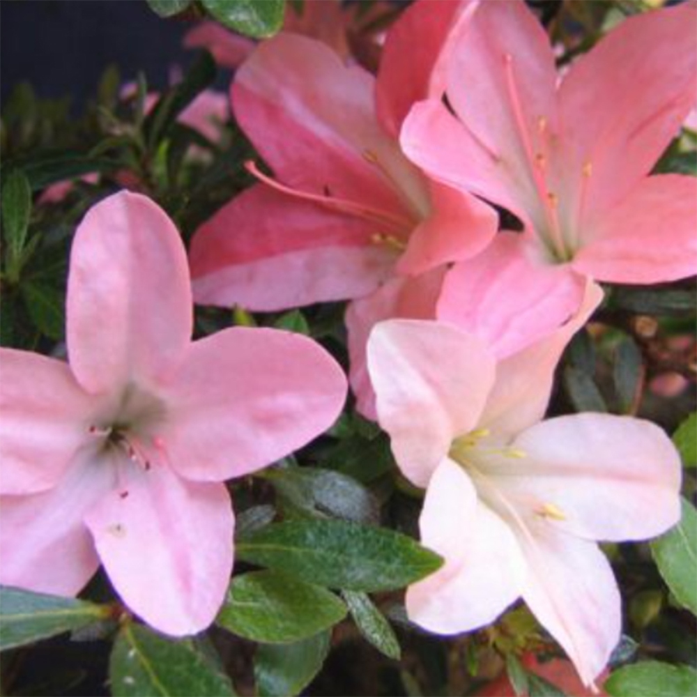 Venkovní bonsai - Japonská azalka - Azalea Nikko