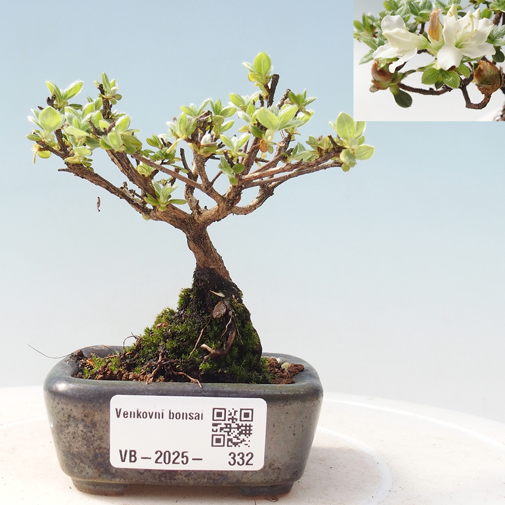 Venkovní bonsai - Rhododendron indicum - Japonská azalka