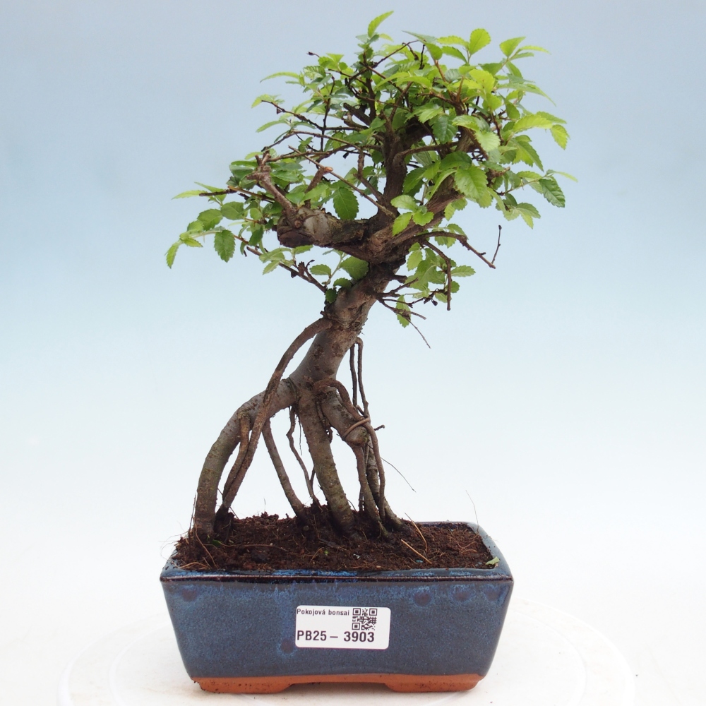 Pokojová bonsai - Ulmus parvifolia - Malolistý jilm