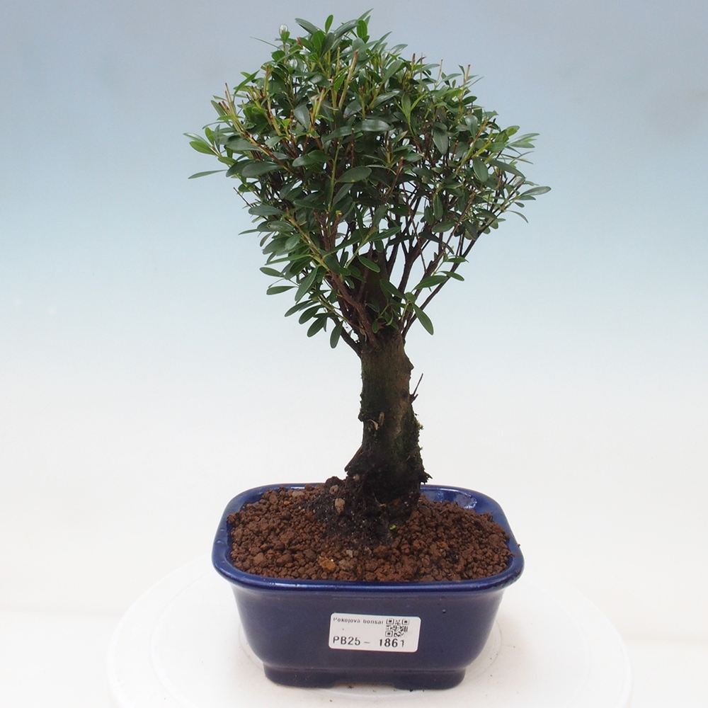 Pokojová bonsai - Syzygium - Pimentovník
