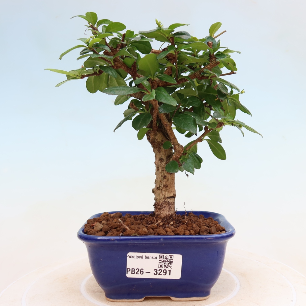 Pokojová bonsai - Carmona macrophylla - Čaj fuki
