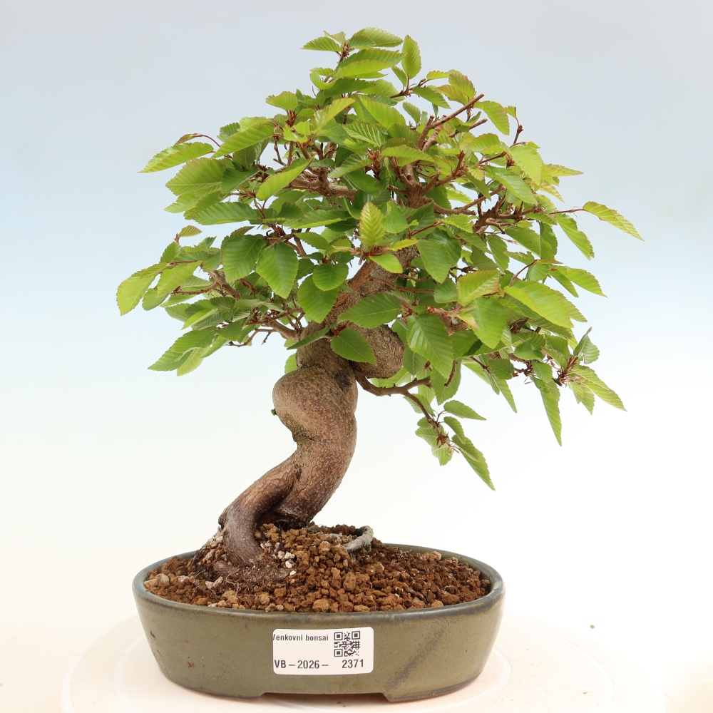 Venkovní bonsai -Carpinus coreana - Habr korejský
