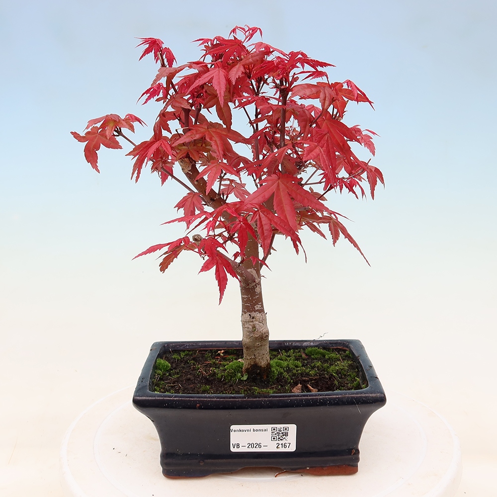 Venkovní bonsai - Javor dlanitolistý - Acer palmatum DESHOJO