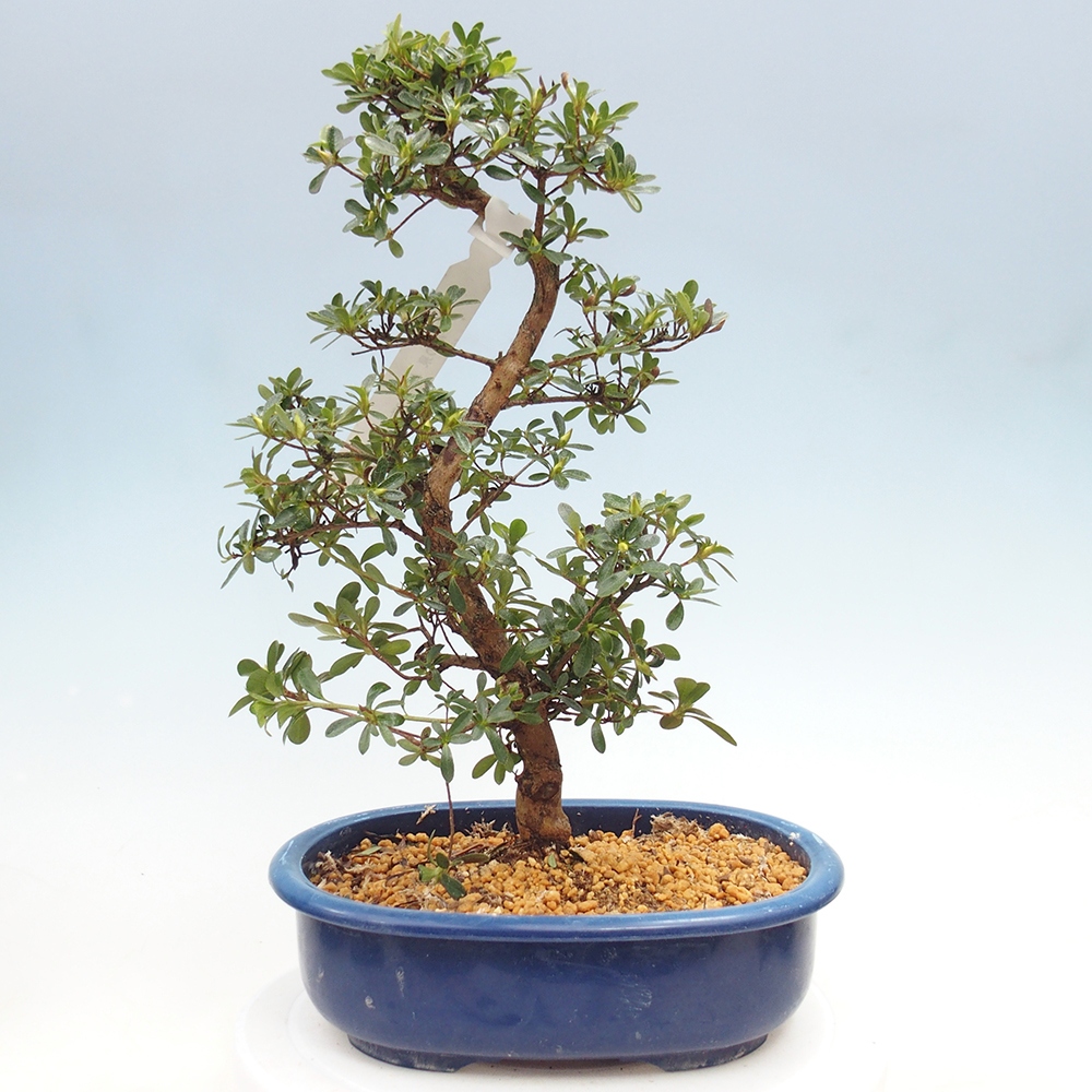 Venkovní bonsai - Japonská azalka - Azalea Asahi-no-izumi