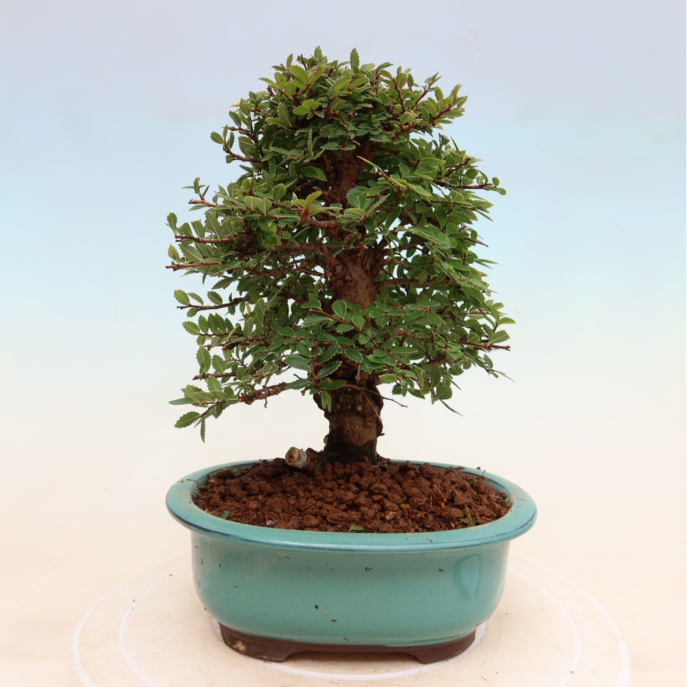 Venkovní bonsai - Zelkova - Zelkova NIRE