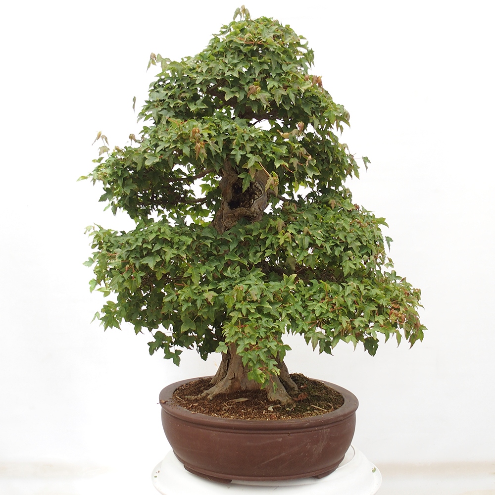 Venkovní bonsai - Acer Buergerianum - Javor Burgerův