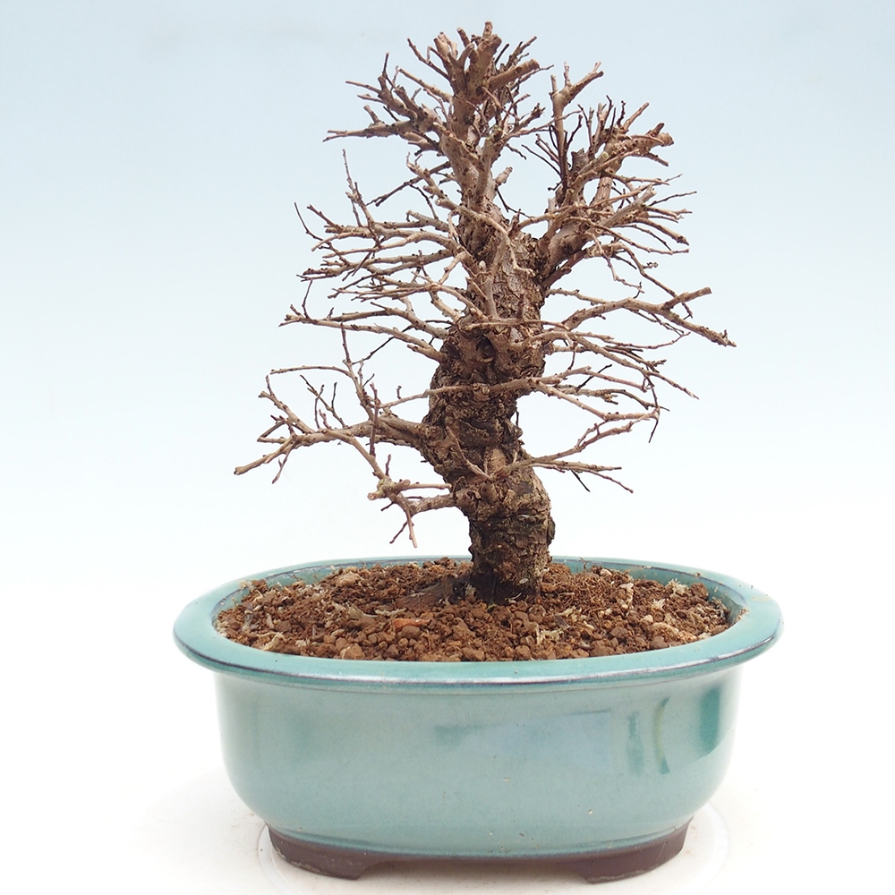 Venkovní bonsai - Zelkova - Zelkova NIRE