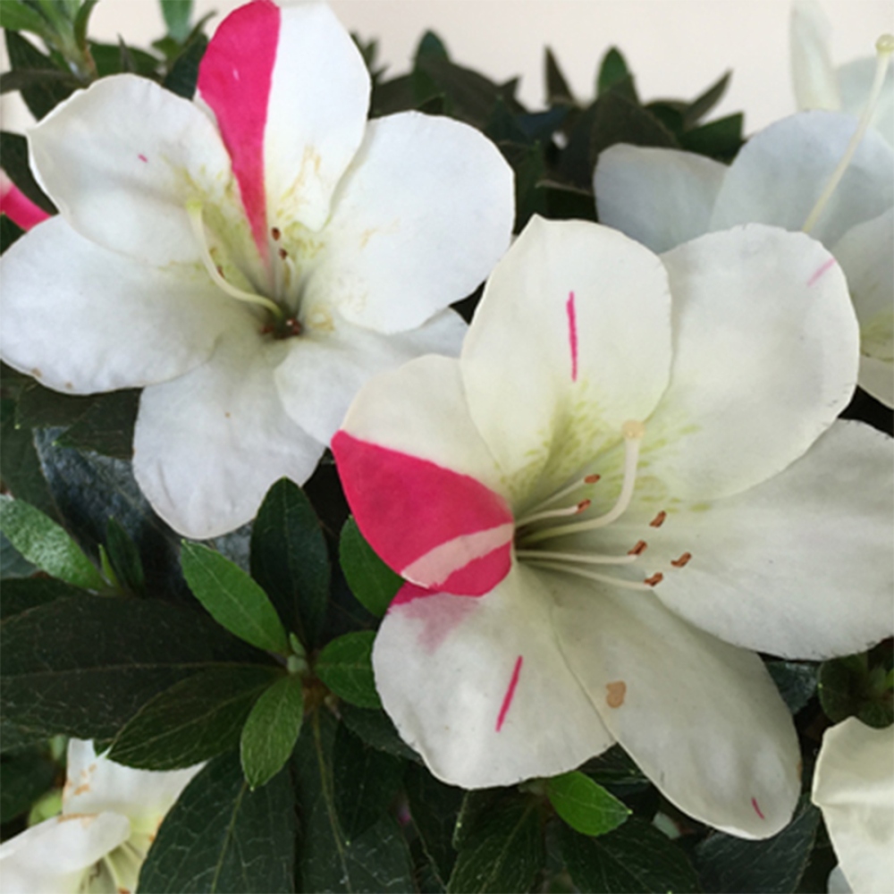 Venkovní bonsai - Japonská azalka - Azalea Suigootome