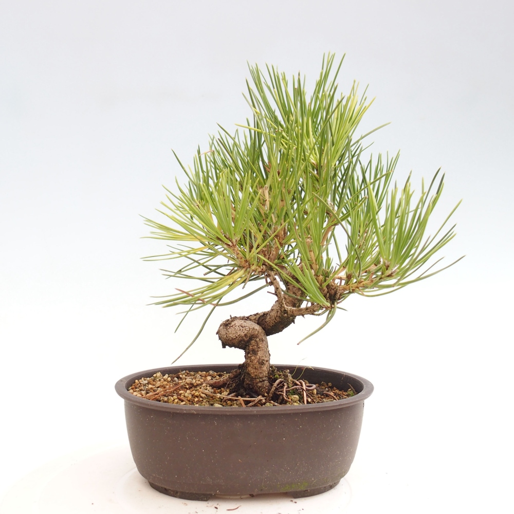 Venkovní bonsai - Pinus thunbergii - Borovice thunbergova