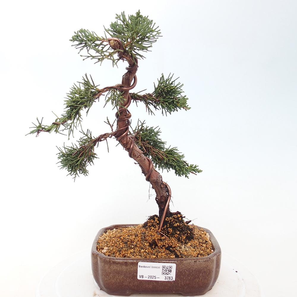 Venkovní bonsai - Juniperus chinensis Kishu -Jalovec čínský