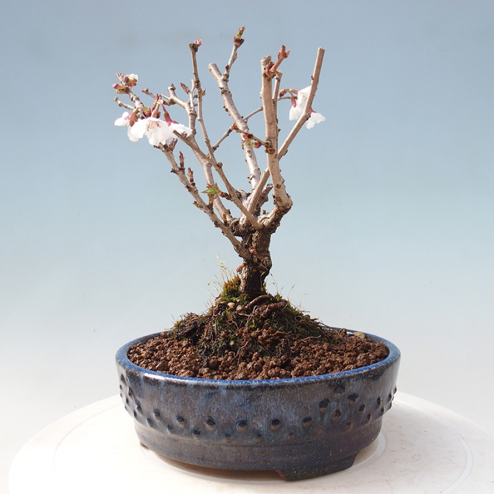 Venkovní bonsai - Prunus incisa Kojou-no mai-Slivoň vyříznutá