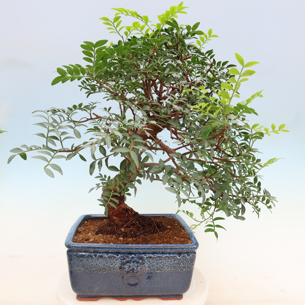 Pokojová bonsai - Pistacia Lentiscus - Pistácie