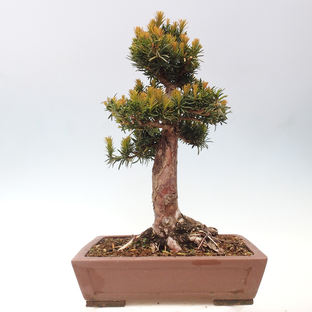 Venkovní bonsai - Taxus cuspidata  - Tis japonský