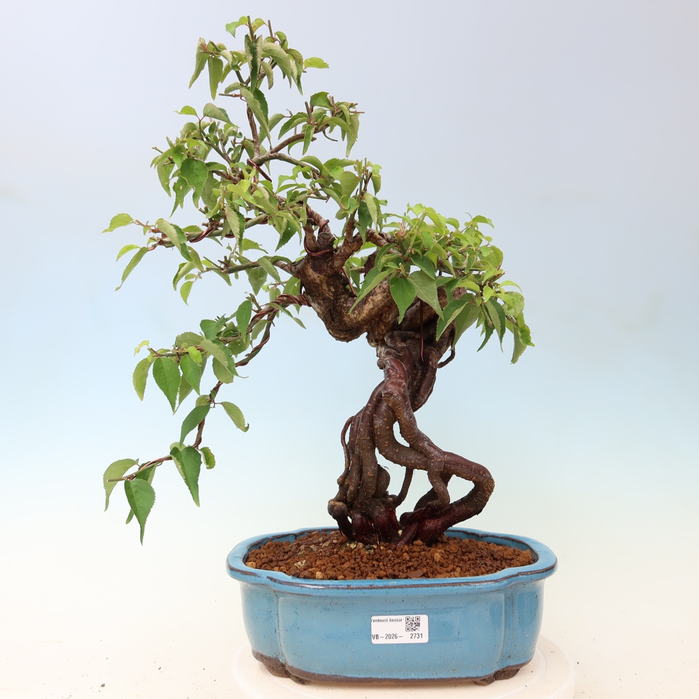 Venkovní bonsai -Japonská meruňka - Prunus Mume