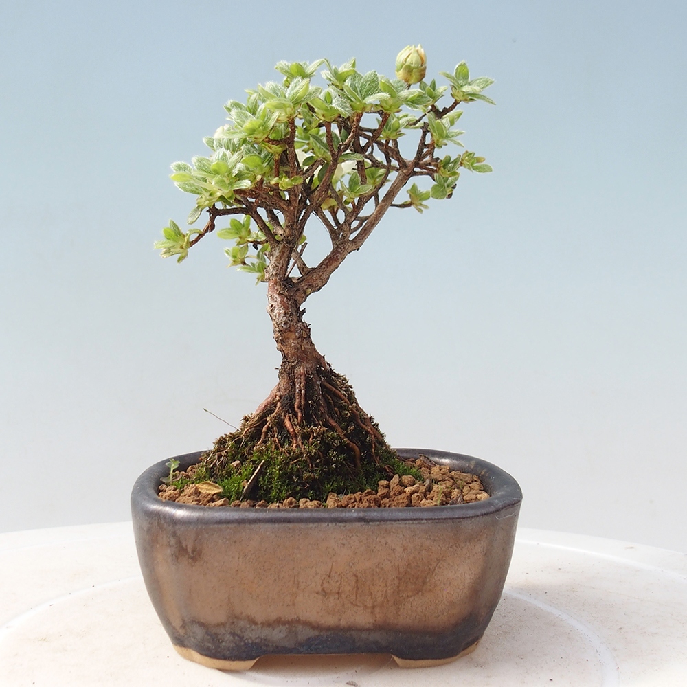 Venkovní bonsai - Rhododendron indicum - Japonská azalka