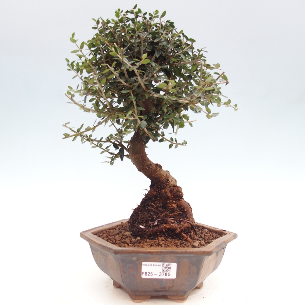 Pokojová bonsai - Olea europaea sylvestris -Oliva evropská drobnolistá