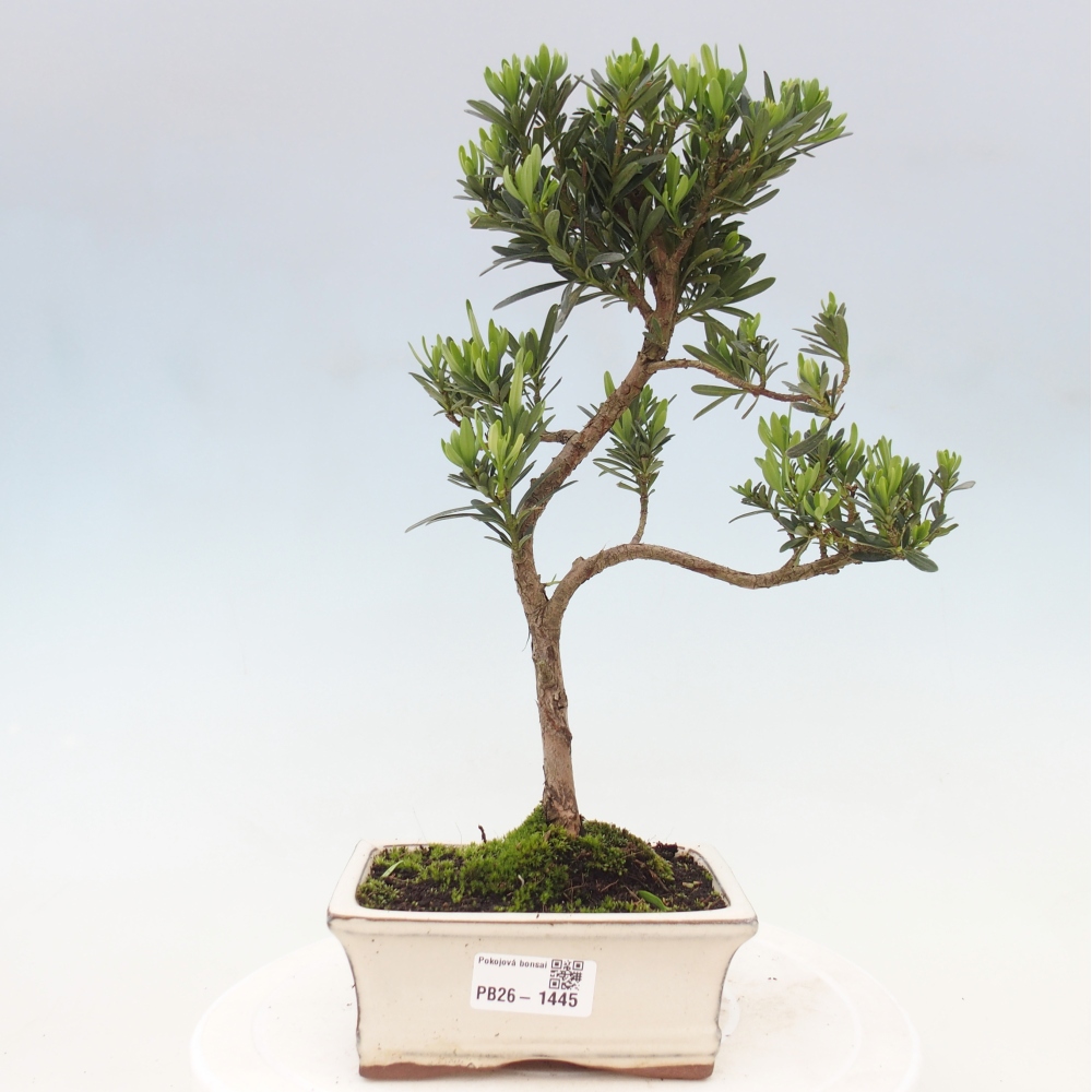 Pokojová bonsai - Podocarpus - Kamenný tis