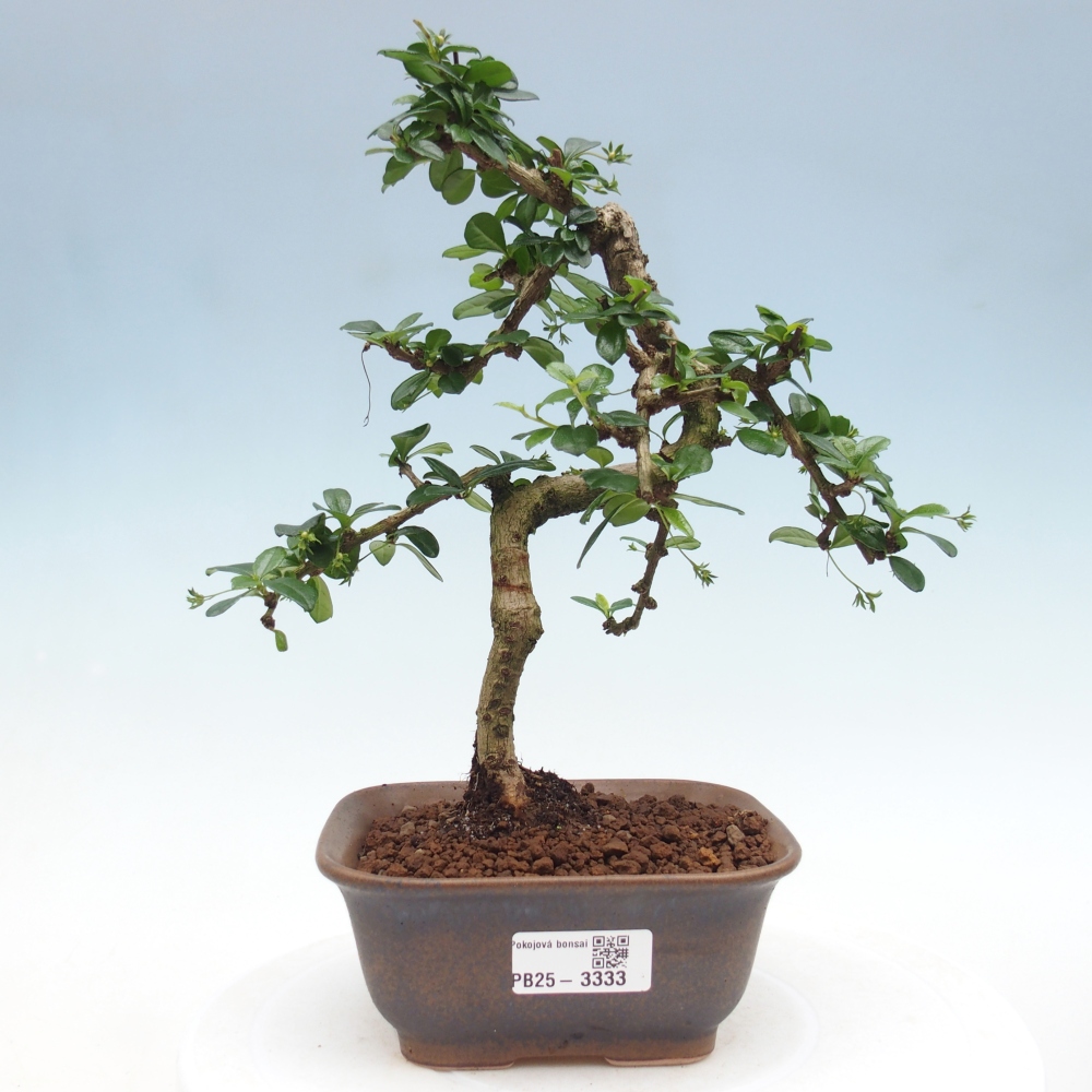 Pokojová bonsai - Carmona macrophylla - Čaj fuki