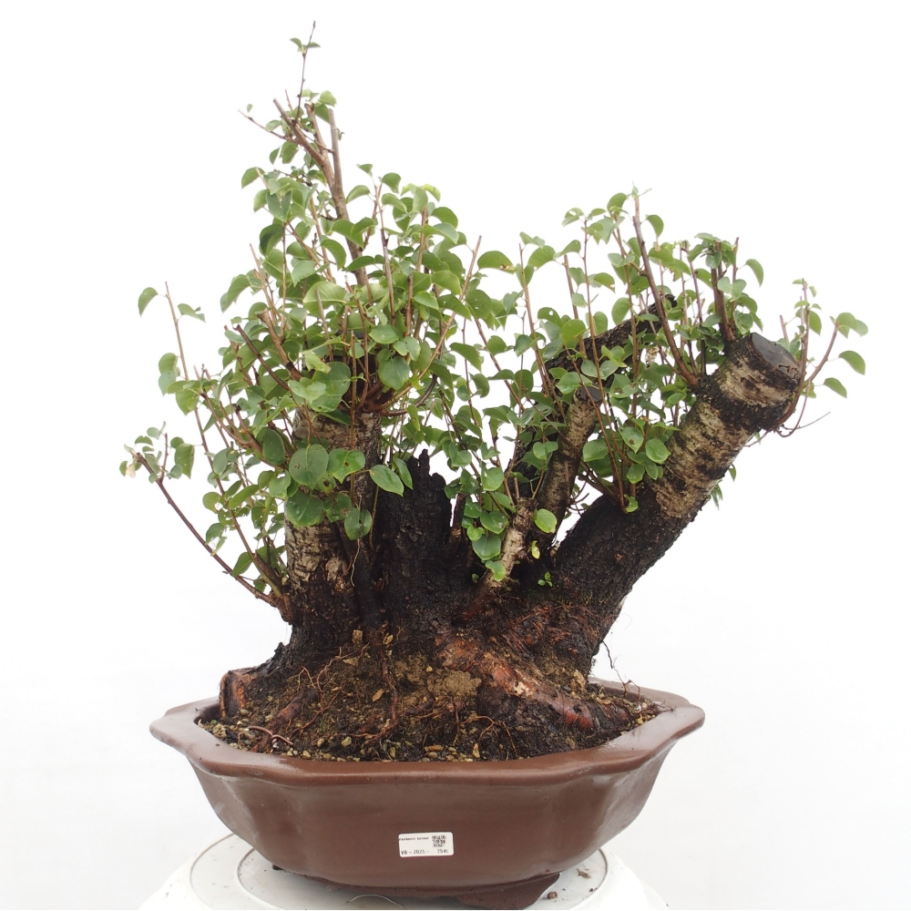 Venkovní bonsai - Mahalebka - Prunus mahaleb