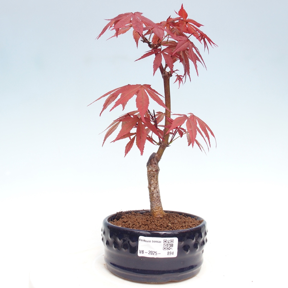 Venkovní bonsai - Acer palm. Atropurpureum-Javor dlanitolistý