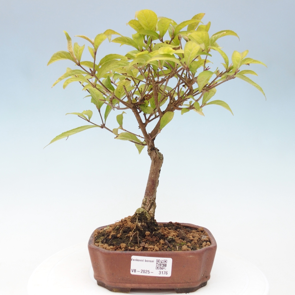 Venkovní bonsai - krásnoplodka - Callicarpa japonica