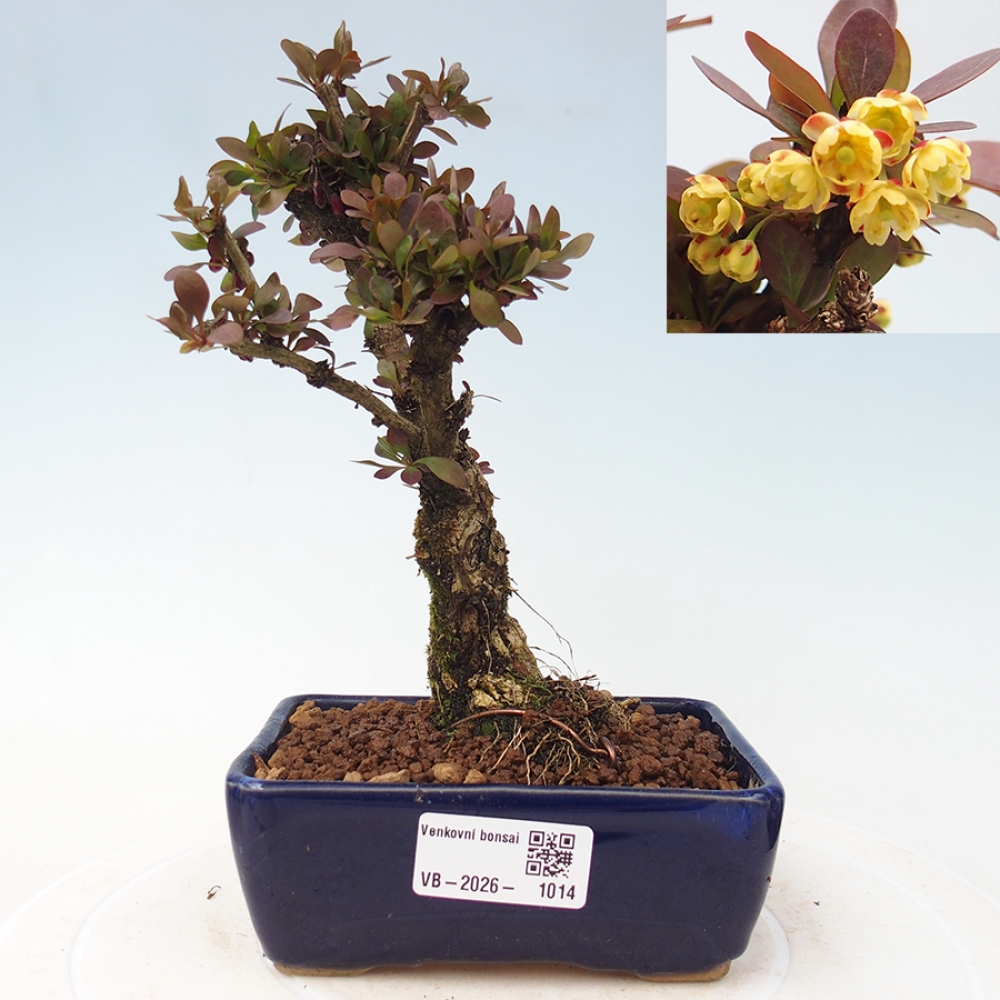Venkovní bonsai - Berberis Thunbergii Bagatelle - Dřištál
