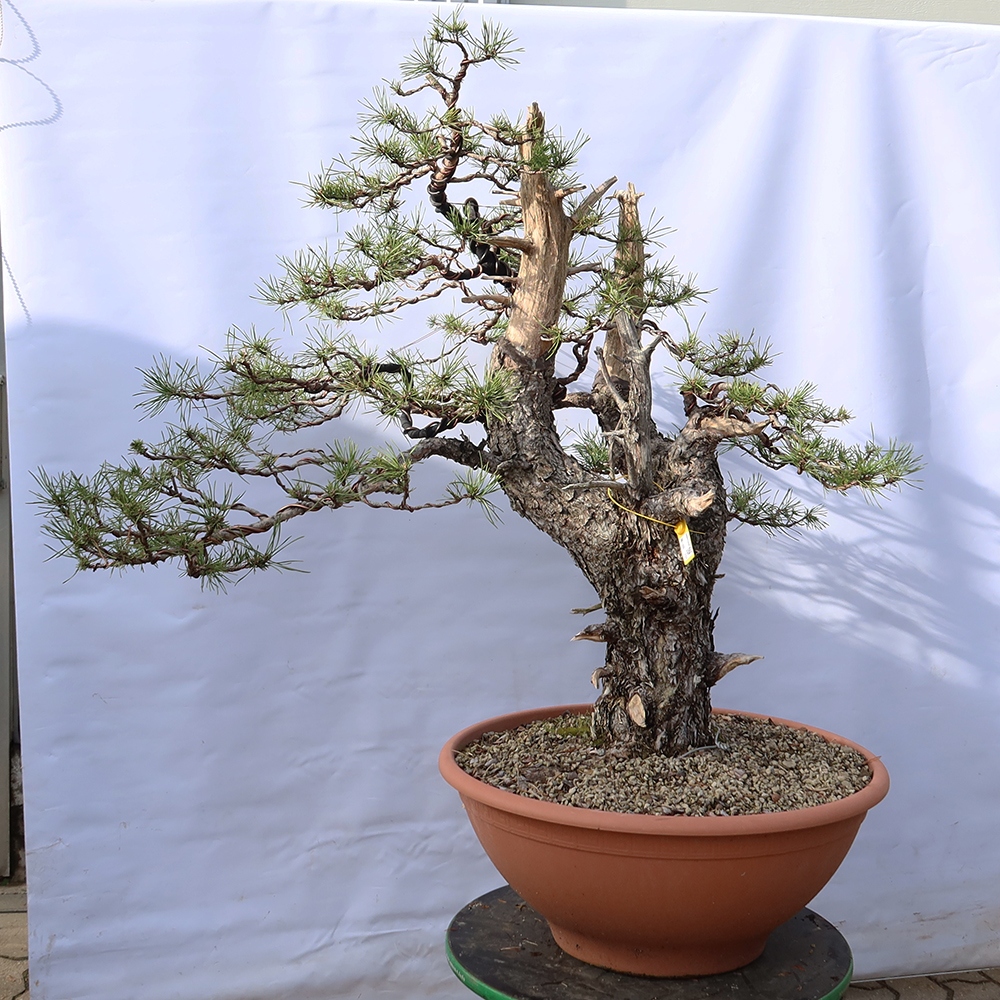 Pinus sylvestris Španělsko - borovice lesní