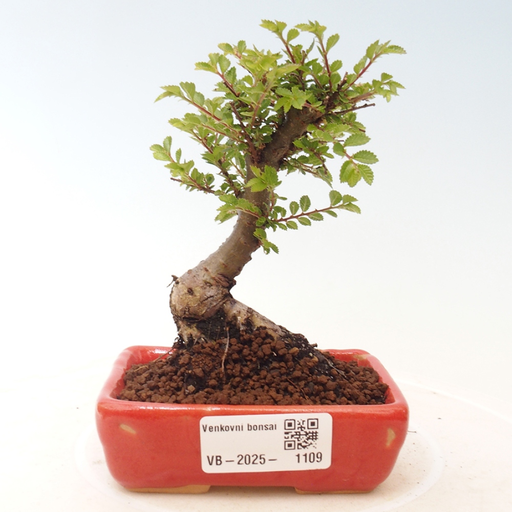 Venkovní bonsai - Ulmus parvifolia Sagei - Malolistý jilm