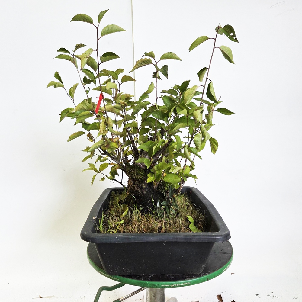 Venkovní bonsai Třešeň - Prunus aviata