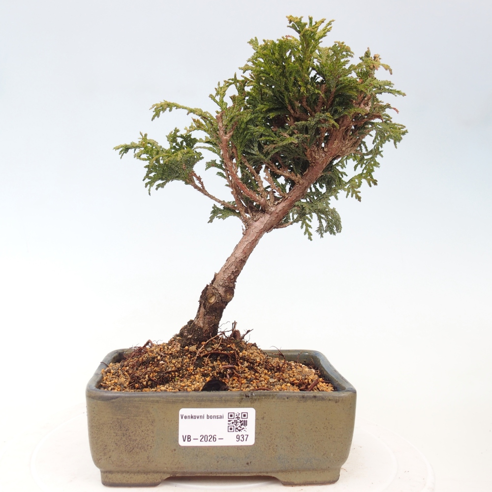 Venkovní bonsai - Cham.pis Parslori - Cypřišek