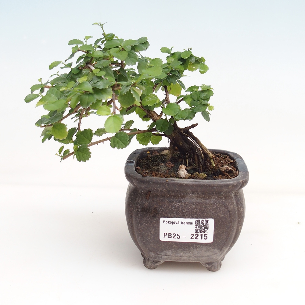 Pokojová bonsai - Grewia sp. - Grewie malolistá