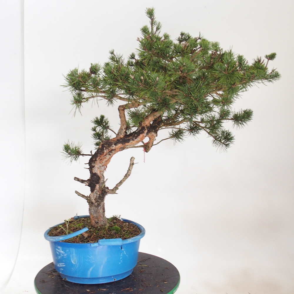 Yamadori - Pinus sylvestris Španělsko