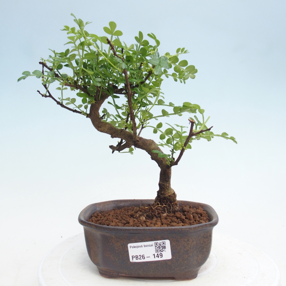 Pokojová bonsai - Zantoxylum piperitum - Pepřovník