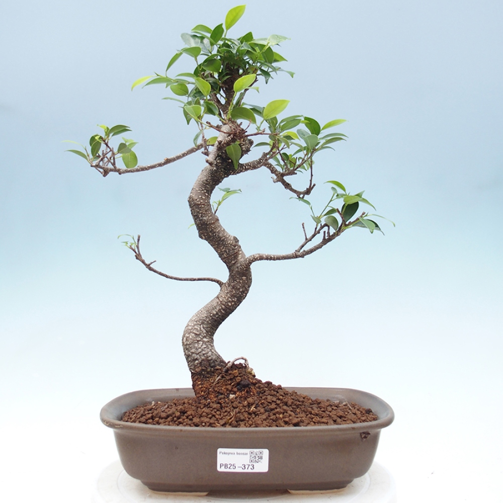 Pokojová bonsai - Ficus kimmen -  malolistý fíkus