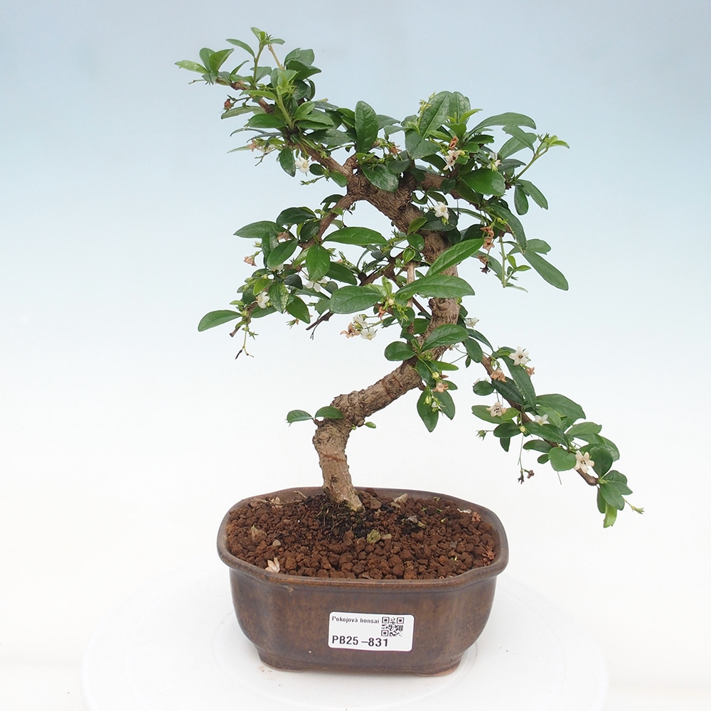 Pokojová bonsai - Carmona macrophylla - Čaj fuki