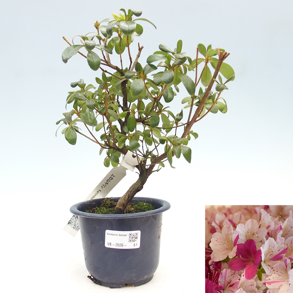 Venkovní bonsai - Japonská azalka - Azalea Kaminoyamakirin