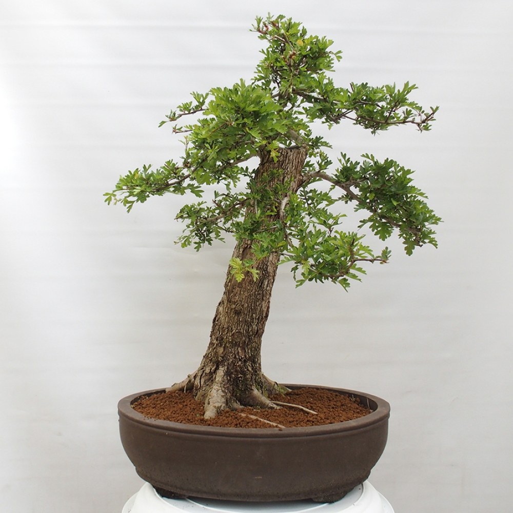 Venkovní bonsai - Hloh - Crataegus monogyna