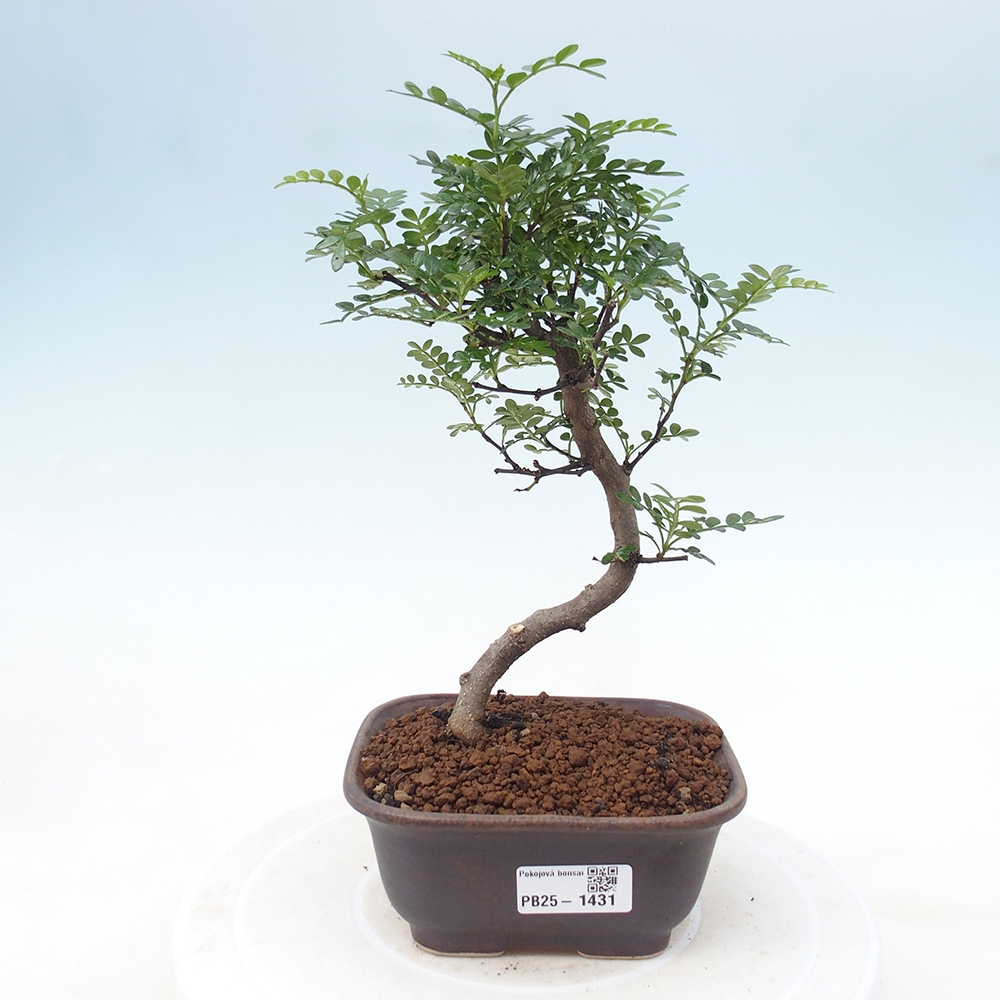 Pokojová bonsai - Zantoxylum piperitum - pepřovník
