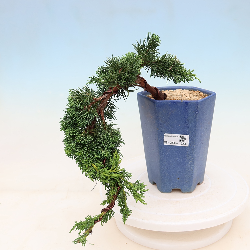 Venkovní bonsai - Juniperus chinensis Kishu -Jalovec čínský