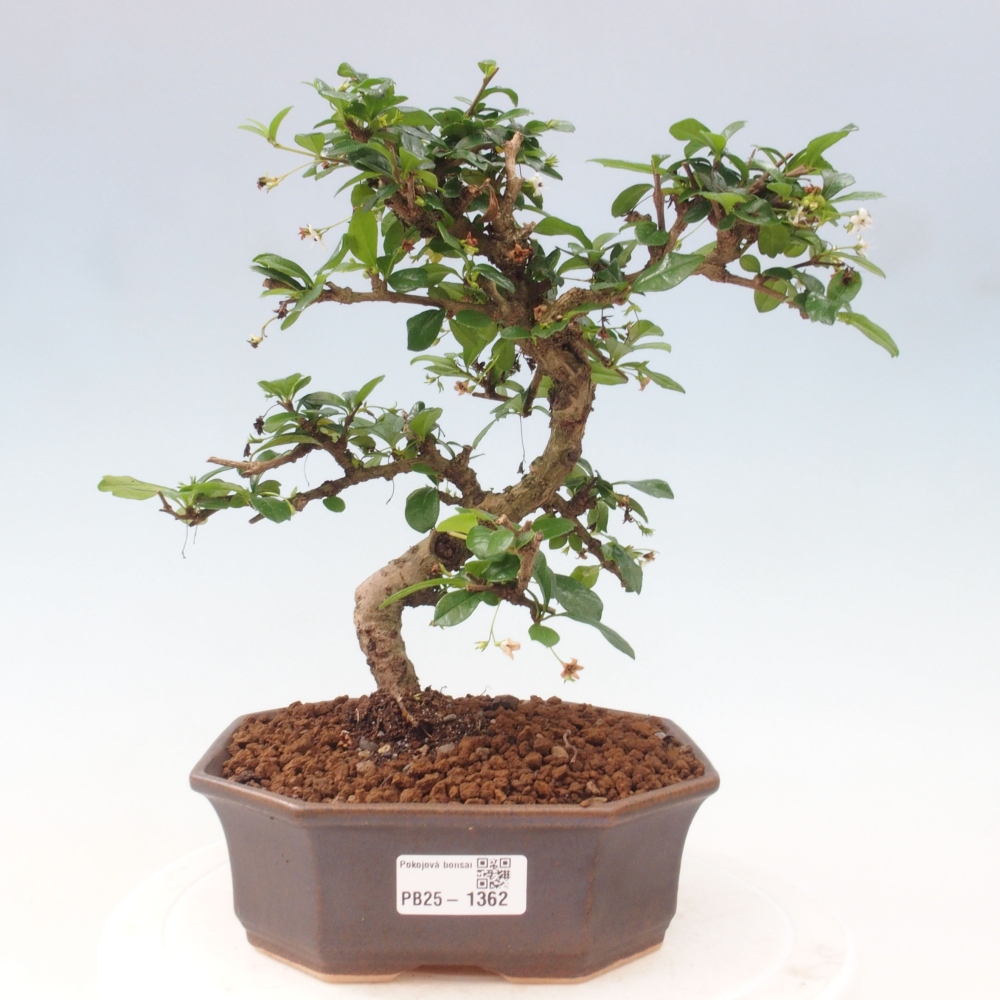 Pokojová bonsai - Carmona macrophylla - Čaj fuki