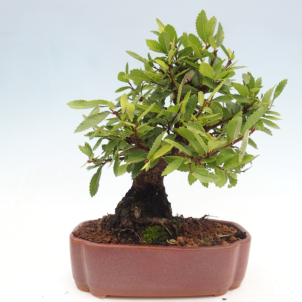 Venkovní bonsai - Zelkova - Zelkova serrata