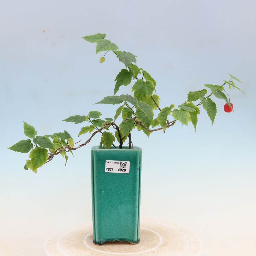 Pokojová bonsai - Abutilon Big Bell - Mračňák poříční