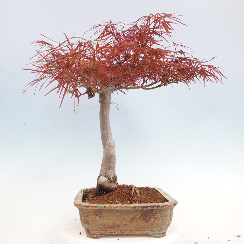 Venkovní bonsai - Javor dlanitolistý - Acer palmatum RED PYGMY